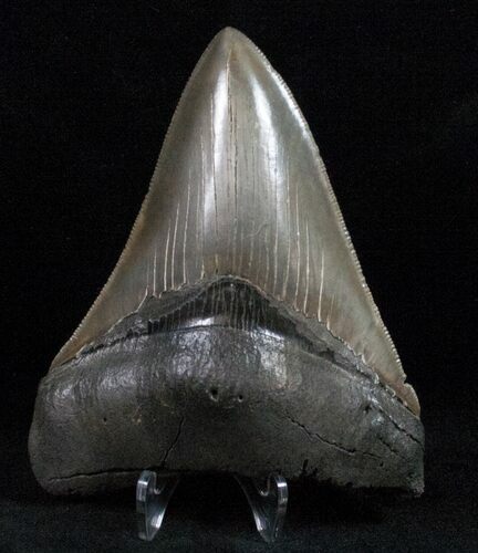 Great Fossil Megalodon Tooth - Serrated #12000